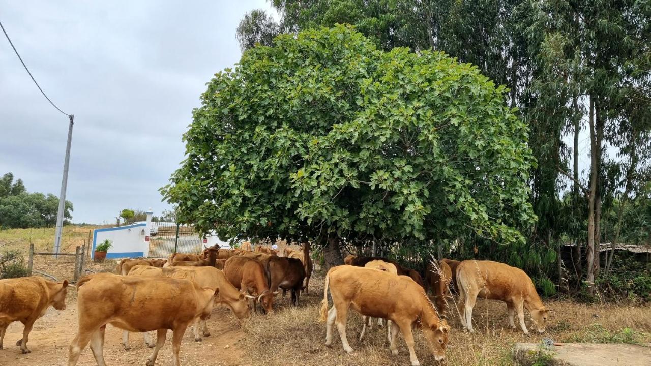 Herdade Monte Novo Do Pocinho Cercal do Alentejo Buitenkant foto